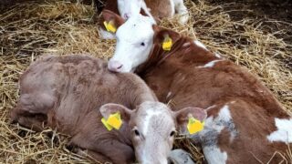 The ‘horrendous’ cost of BVD infection for farmers – AHWNI