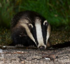 RSPCA welcomes new bovine TB eradication policy
