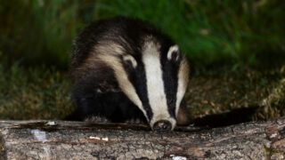 RSPCA welcomes new bovine TB eradication policy