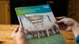 Report: Pig production costs in 17 countries, including Ireland
