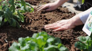 Soil Association disappointed over new precision breeding law