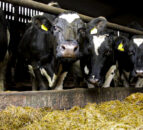The search is on for NFU Cymru's Dairy Stockperson of the Year