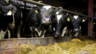 The search is on for NFU Cymru’s Dairy Stockperson of the Year
