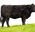 Pedigree Aberdeen Angus heifer star prize in memorial raffle