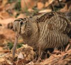 Decline in woodcock numbers likely due to habitat loss – GWCT