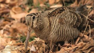 Decline in woodcock numbers likely due to habitat loss – GWCT