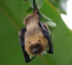 Studies show restoring habitats can prevent disease spread