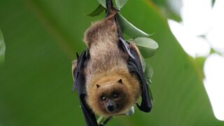 Studies show restoring habitats can prevent disease spread