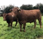 Queen’s Unversity, AFBI and UCD team up for bTB project