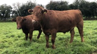 Queen’s Unversity, AFBI and UCD team up for bTB project