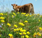 NFU Scotland will 'continue to oppose' Galloway National Park proposal