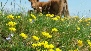 Scotland: Consultation launched on accelerating nature restoration plans