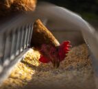 SRUC explores red seaweed as a UK chicken feed alternative