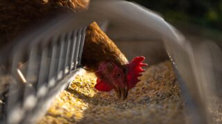 GB animal feed production hits 7-year low