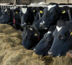 Dairy markets: GDT index back again after latest auction