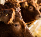 Research: Beef production to decline in Europe in 2023