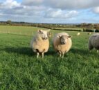 France leads the way in lamb price with €8.00/kg