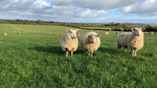 France leads the way in lamb price with €8.00/kg