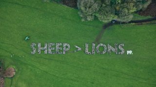 England vs. Wales: Sheep show support for boys in red