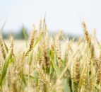 FAO: Rising cereal prices offset declines in other commodities