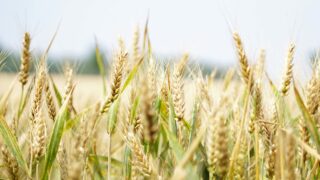 FAO: Rising cereal prices offset declines in other commodities