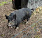 Appeal to rehome pot-bellied pig named Pigolas Cage