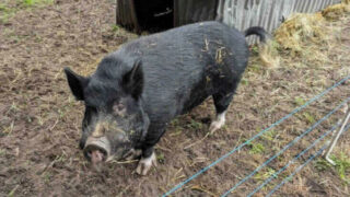 Appeal to rehome pot-bellied pig named Pigolas Cage