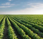 Soil Association welcomes new ASA regenerative farming guidelines