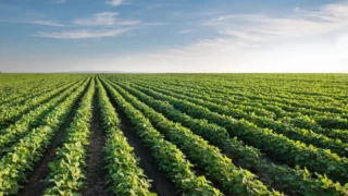 Leading agri-business action plan to scale up regenerative farming