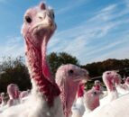 More than 3,000 turkeys to be culled in Monaghan tomorrow