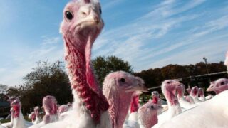 More than 3,000 turkeys to be culled in Monaghan tomorrow