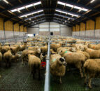 Buildings Focus: A brand new slatted unit for a 300-ewe flock in Co. Tyrone