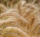 New gene discovery ‘sows hope’ of drought resilience in wheat