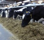 DAERA offering dairy farmers a study trip to England