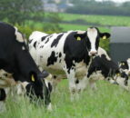 UK dairy herd productivity has fallen over last decade - AHDB