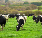 Feedback brings govt to court over 'failure' to reduce meat and dairy