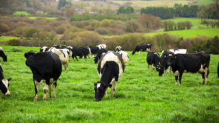 Vets learn techniques to improve Johne’s disease management