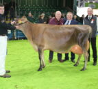 Results: ‘Very special cow’ wins 2022 RUAS Winter Fair