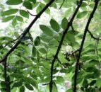 Ash dieback: Is Northern Ireland at point of no return?