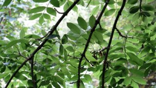 Ash dieback: Is Northern Ireland at point of no return?