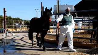 Arrests in Spain after €1.5m generated in illegal horsemeat sale