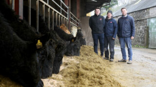 ‘Horizon’ dairy beef project continues to build momentum