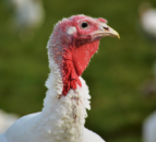 Fermanagh bird flu restrictions to lift tomorrow