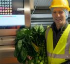 Machine dubbed 'Sproutatron' groups sprouts by size