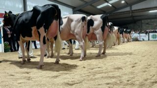 Black and White sale brings top price of 14,000gns