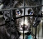 USPCA and DAERA urge people to not buy animals this Christmas