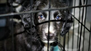 USPCA and DAERA urge people to not buy animals this Christmas