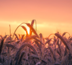 Ag-tech and sustainability trends forecast to accelerate in 2023