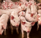 Feed responsible for more than 80% of costs on pig units