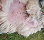 Scientists fight to control sheep scab in the UK